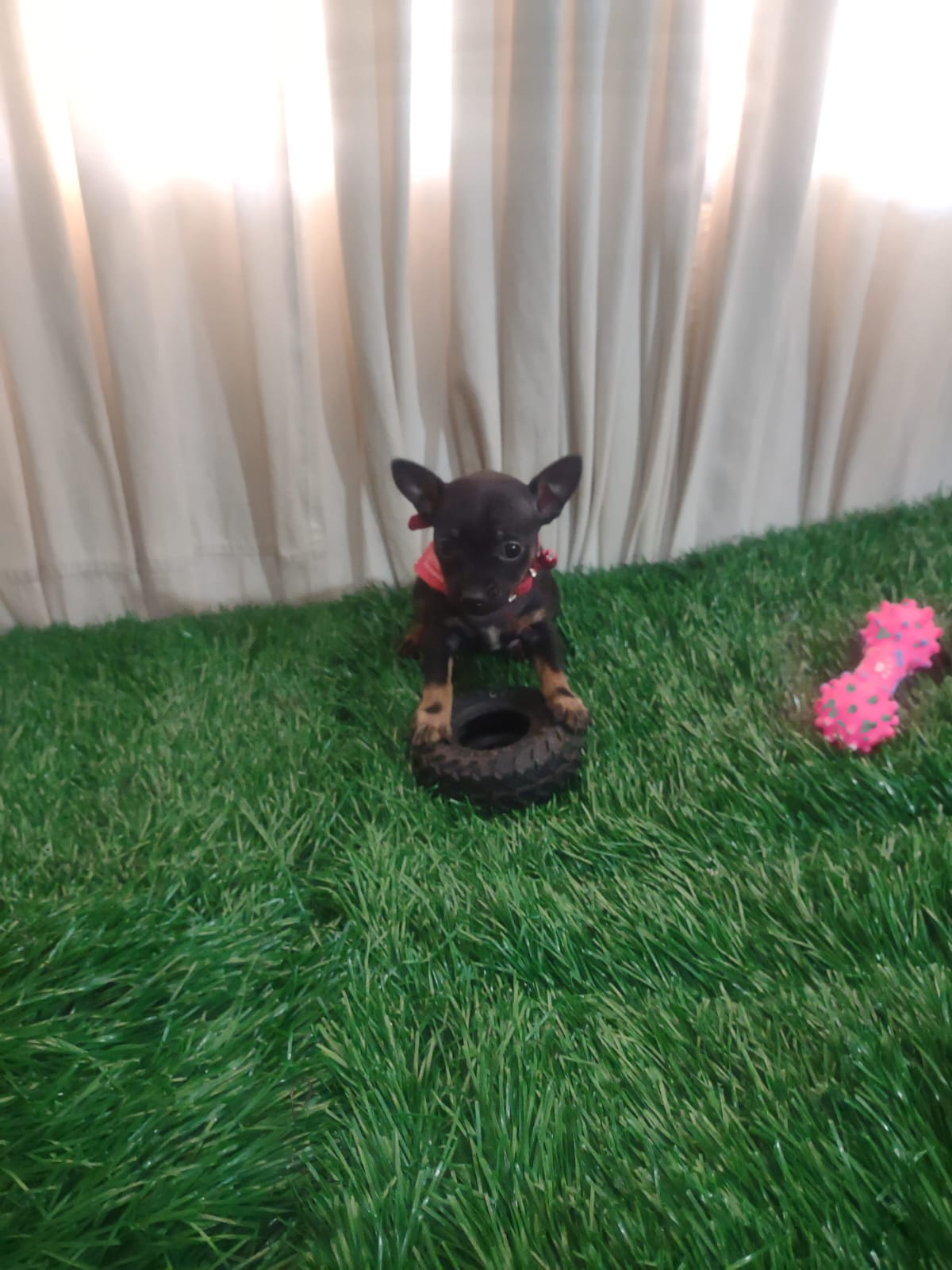 Filhote 02 de Pinscher Miniatura em Belo Horizonte
