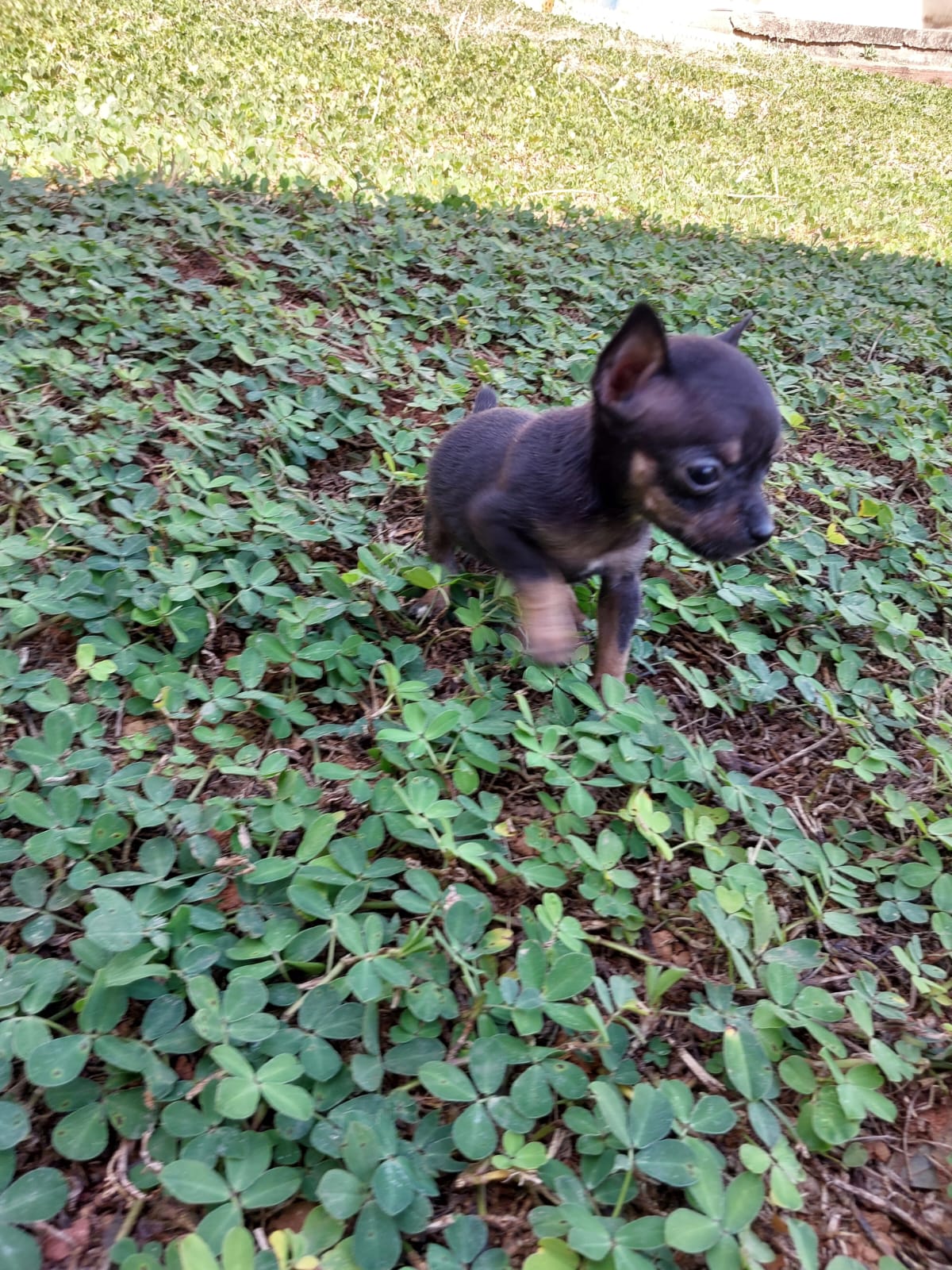 Filhote 03 de Pinscher Miniatura em Belo Horizonte
