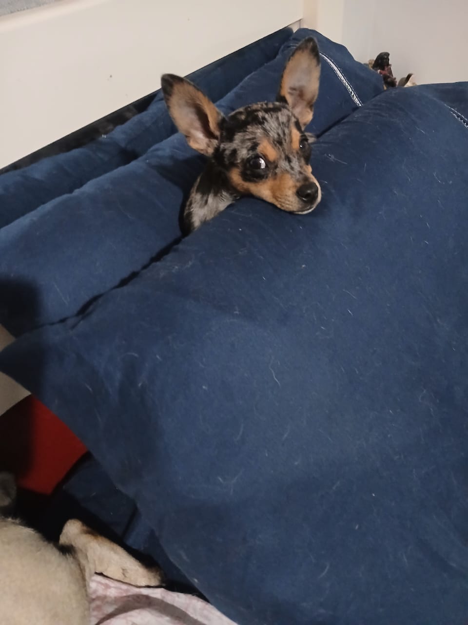 Filhote 04 de Pinscher Miniatura em Belo Horizonte