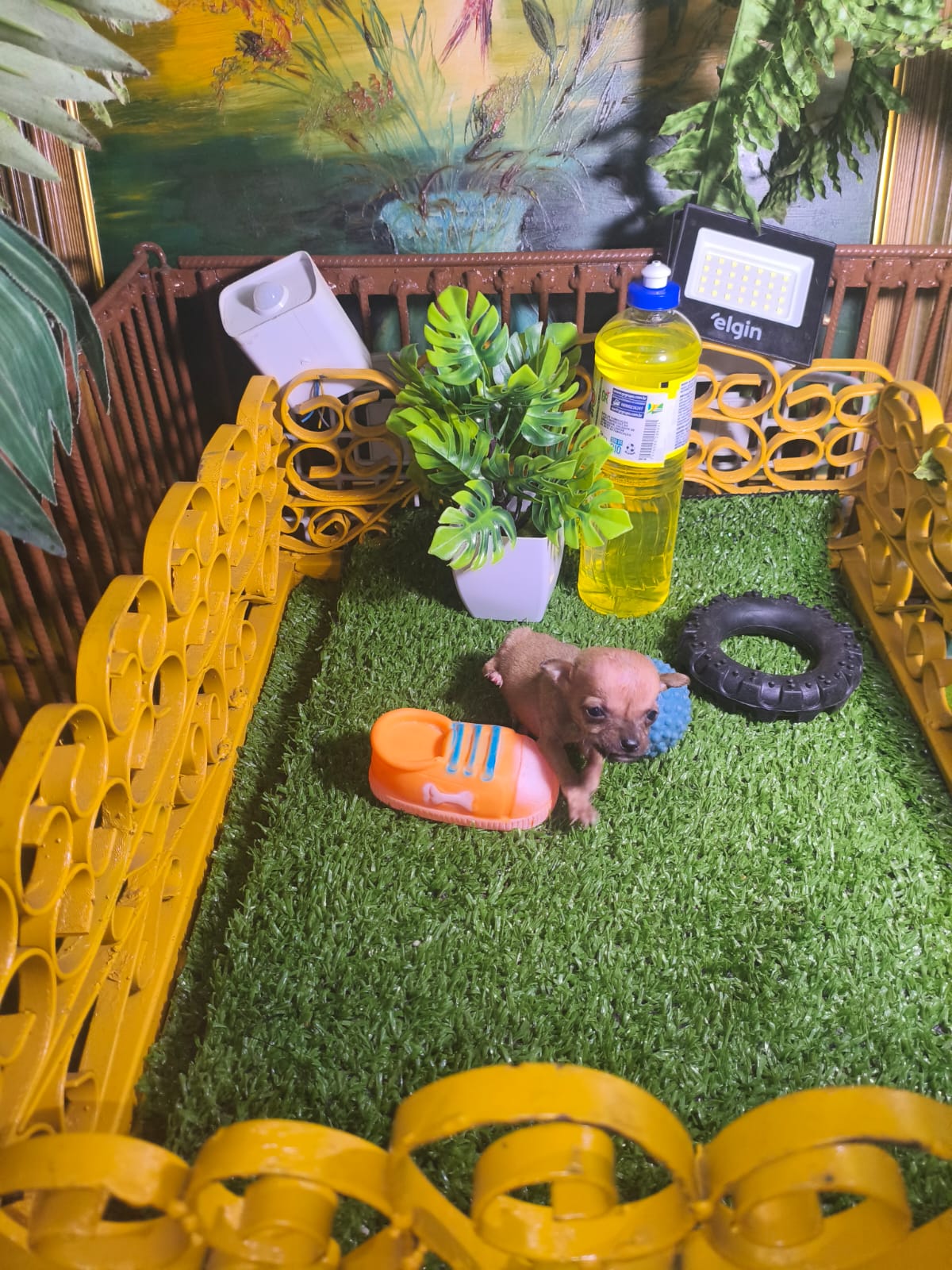 Filhote 05 de Pinscher Miniatura em Belo Horizonte