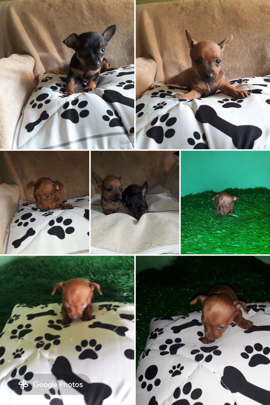 Momento especial com filhotes de Pinscher Miniatura em Belo Horizonte 1