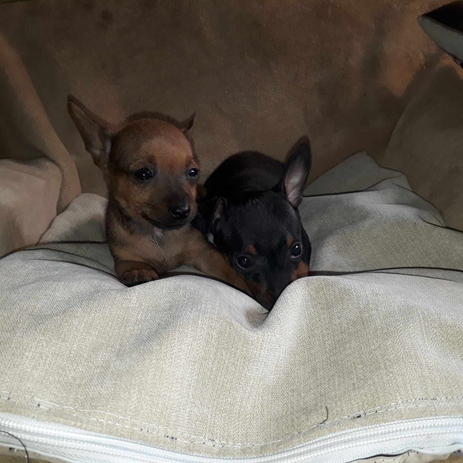 Momento especial com filhotes de Pinscher Miniatura em Belo Horizonte 2