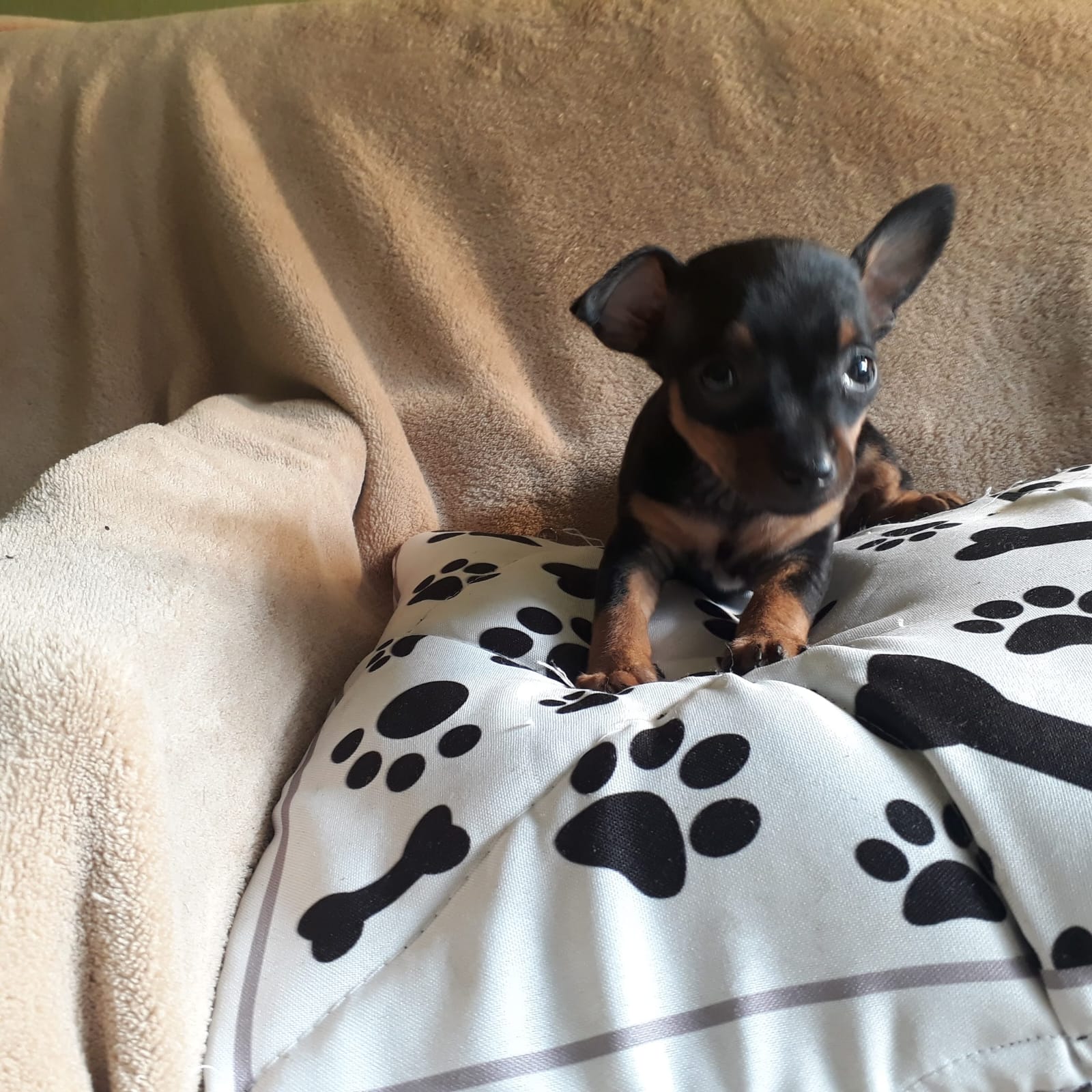 Momento especial com filhotes de Pinscher Miniatura em Belo Horizonte 7