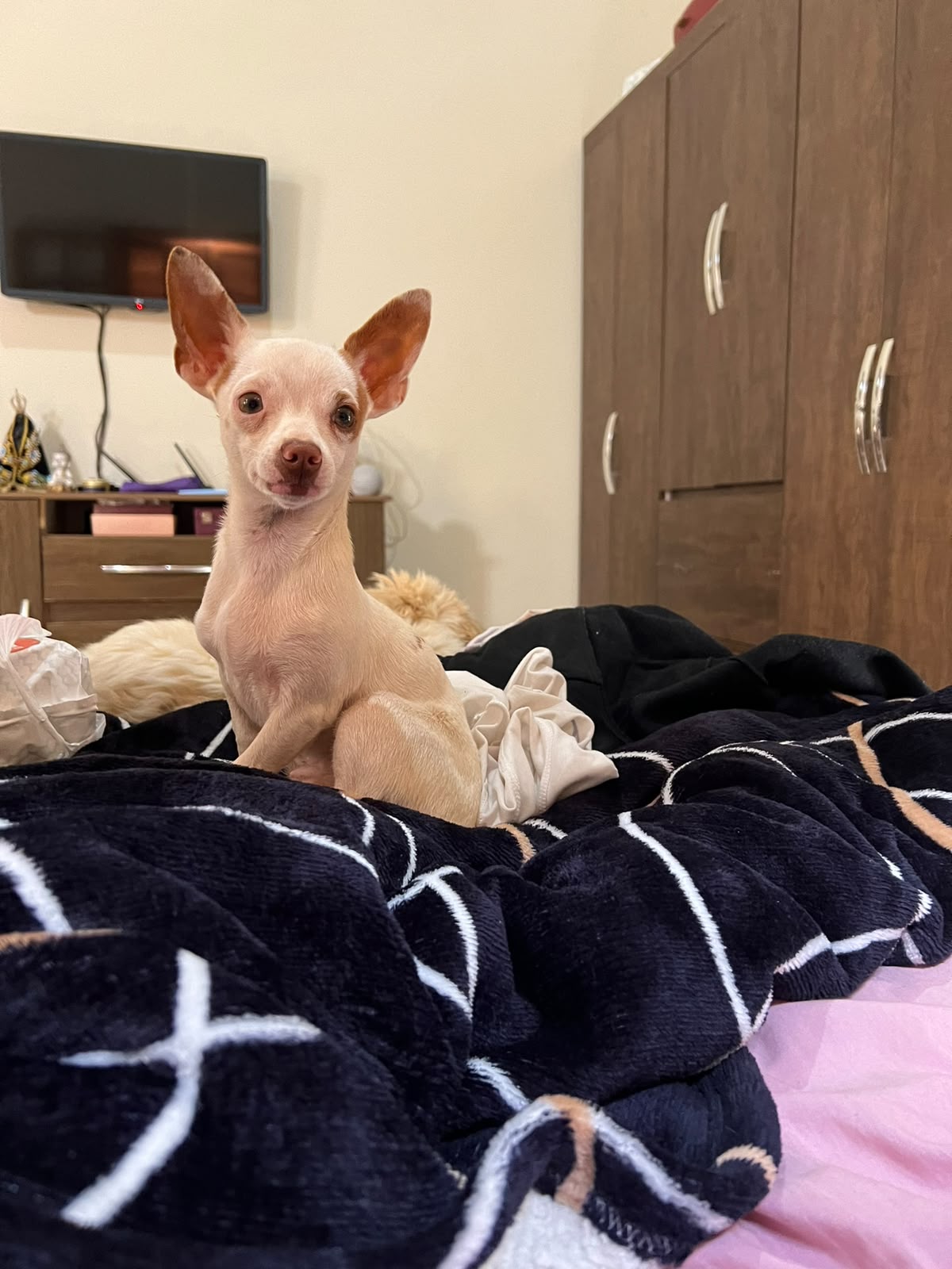 Filhote de Pinscher Miniatura, também chamado popularmente de Pinscher Zero, em ambiente familiar e acolhedor